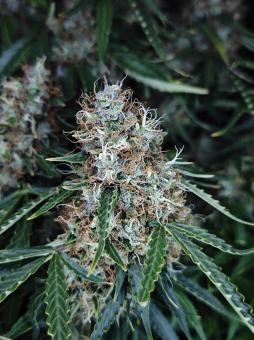 Z-Up Auto - картинка 3