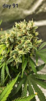 Pineapple Express Auto - картинка 3