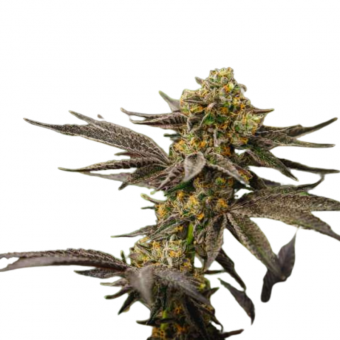 Grandpa`s Diesel genetics - картинка 2