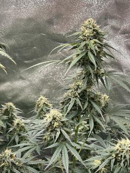 Sugarlato Auto - картинка 4