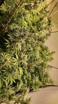 Purple Mints - картинка 3