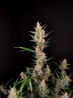 Auto-Bomb - картинка 3