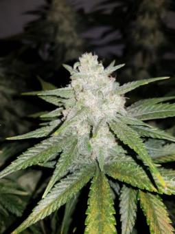 Gelato Auto - картинка 5