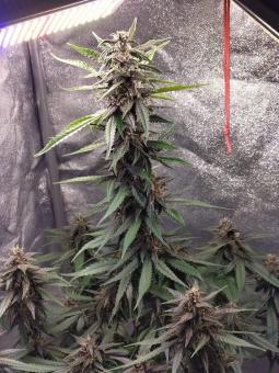 Auto Dark Purple - картинка 5