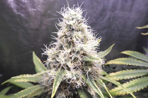 Galaxy CBD - картинка 4