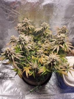 Northern Lights Auto - картинка 6