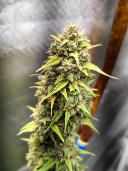 Jack Herer - картинка 1