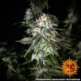 Orange Sherbert - картинка 5