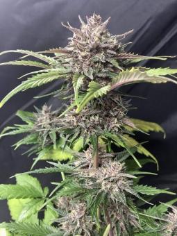 Gorilla Zkittlez Auto - картинка 3