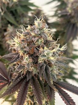 Sensi Star - картинка 6