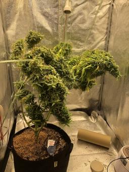 Arjan's Ultra Haze 2 (Mango Haze) - картинка 2