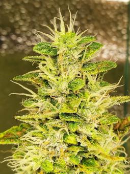 Blue Auto Mazar - картинка 1