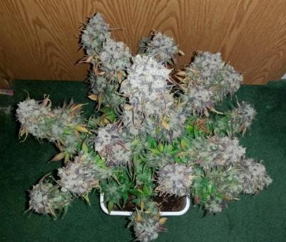 Green Crack Auto - картинка 10