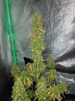 Critical Jack Herer Auto - картинка 4