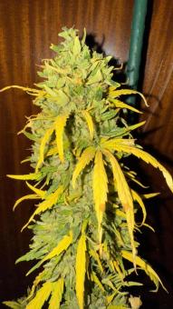 Sour Diesel Auto - картинка 1