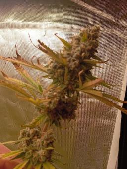 Sunday Punch - картинка 3