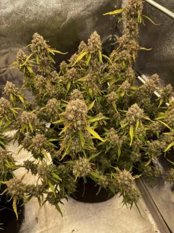 Forbidden Runtz Auto - картинка 6