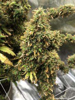 Neville's Haze - картинка 4