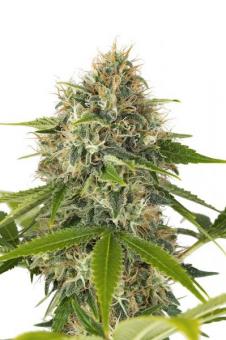 Cookies Fast - картинка 6