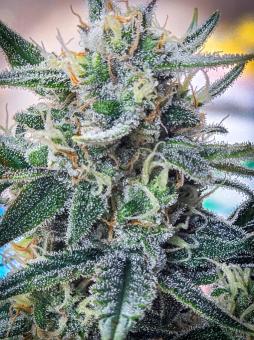 Dark Devil Auto - картинка 1