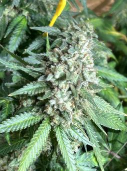 Frosted Guava Autoflowering - картинка 2