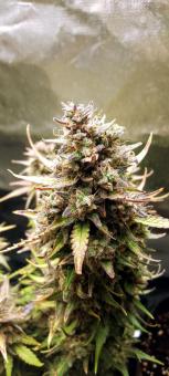 Red Mimosa XL Auto - картинка 4