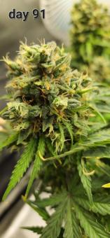 Pineapple Express Auto - картинка 5