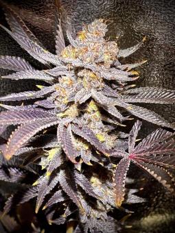 Seriousa - картинка 2