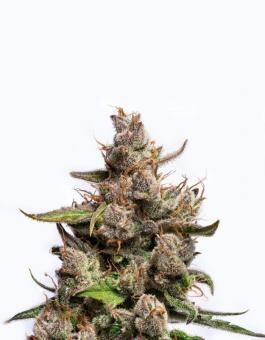 Purple Lemonade Auto - картинка 1