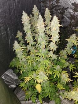 Bubba Slush - картинка 5