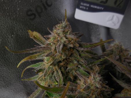 Ztrawberriez Auto - картинка 2