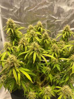 Deimos Auto - картинка 1