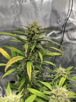 Purple Lemonade Auto - картинка 1