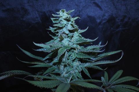 El Dorado OG - картинка 1