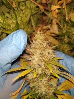 Al Tiro Auto - картинка 4