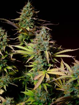 Hawaii Maui Waui Auto - картинка 3