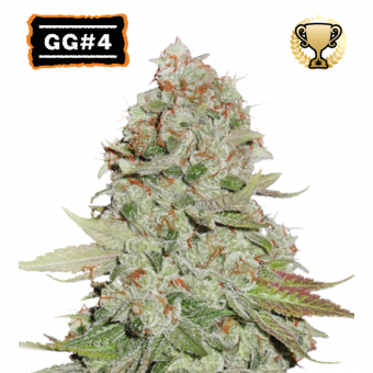 GG4 (Gorilla Glue) - картинка 1