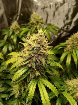 Auto Nefertiti - картинка 2