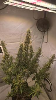 Apple Strudel Auto - картинка 2