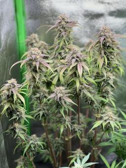 Chronic Ryder BX autofem - картинка 2