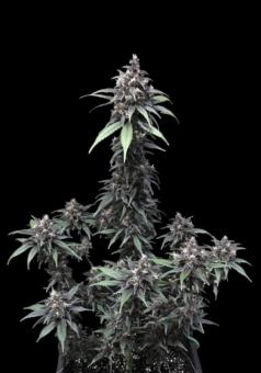 Crystal Meth Auto - картинка 7