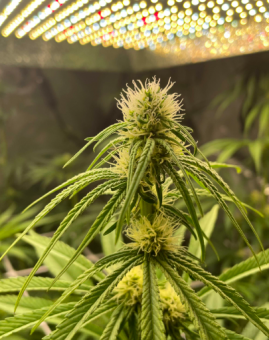 Holy Snow - картинка 1