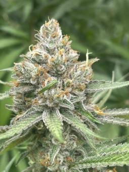 Zombie Kush - картинка 2