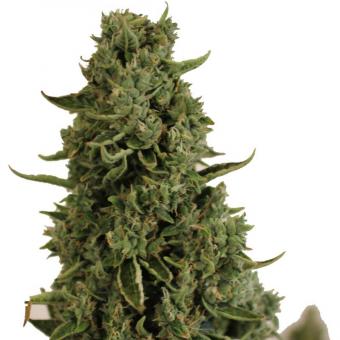 Doctor's Choice #1 Auto - картинка 1