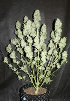 Super Critical Auto - картинка 1