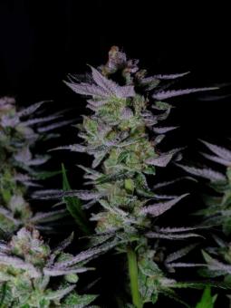 Glowstarz - картинка 5