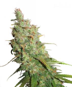 Auto Desfrán - картинка 6