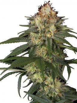 Mendocino Purple Kush - картинка 1