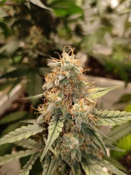 Guava x Gelato 41 Auto - картинка 1