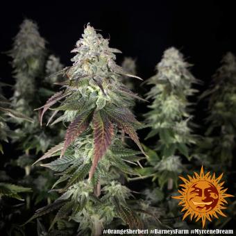 Orange Sherbert - картинка 7